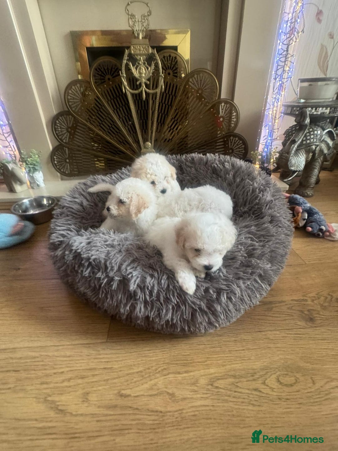 Bichon Frise dogs for sale: Bichon frise puppies 2 boys 1 girl - Image 8