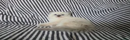 Ragdoll cats for sale: GCCF REGISTERED RAGDOLL KITTENS - Advert 6