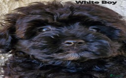 Mixed Breed dogs for sale: Yorkiepoo Puppies - Image 5