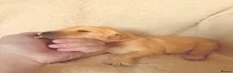 Golden Retriever dogs for sale: KC Registered Golden Retriever Puppies  - Advert 5