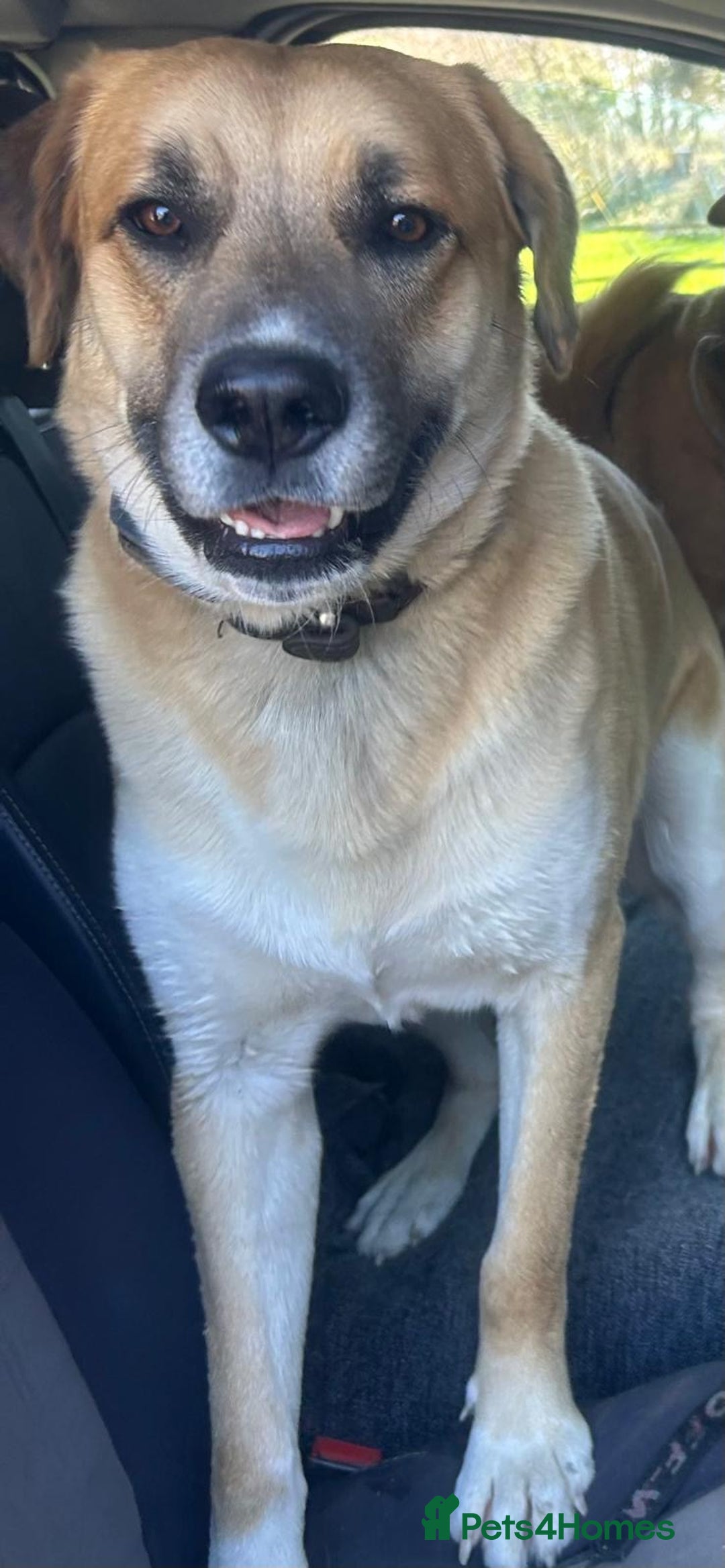 Mixed Breed dogs for sale: Belgian malinois x Anatolian shepherd mix pups 🐶  - Image 6