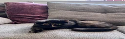 British Shorthair cats for sale: 1/4 British shorthair kittens  in Market Rasen - Advert 2