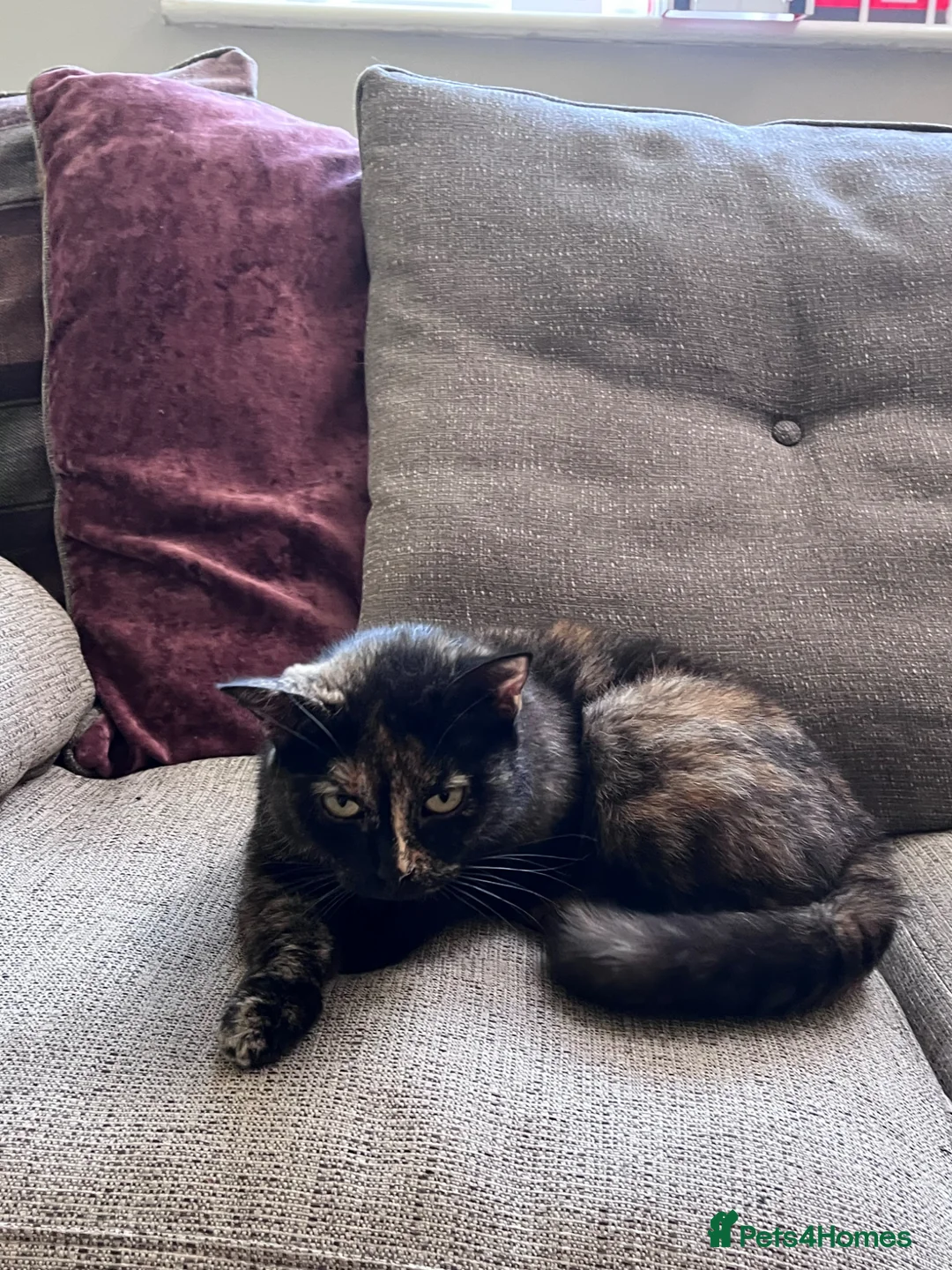 British Shorthair cats for sale: 1/4 British shorthair kittens  in Market Rasen - Advert 2