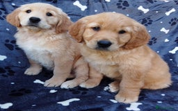 Golden Retriever dogs for sale: Golden retriever puppies extensively health tested - Image 9
