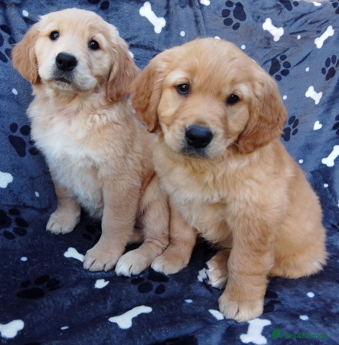 Golden Retriever dogs for sale: Golden retriever puppies extensively health tested - Image 9