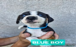 Jack Russell dogs for sale: Jack russell puppy's  - Image 3