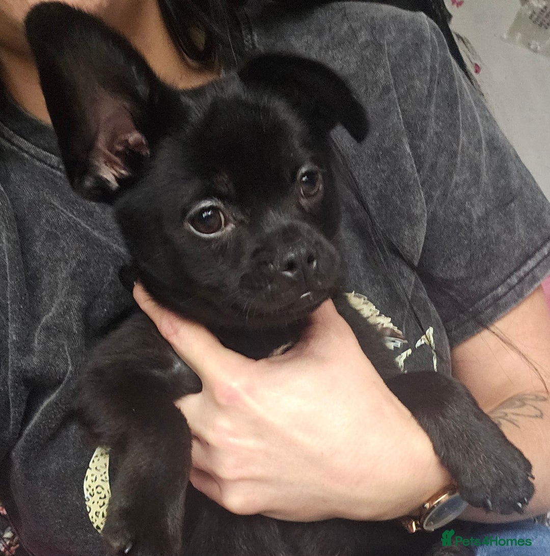 French Bulldog dogs for sale: ❤️⭐️  Adorable Frenchie poms ❤️⭐️ ONLY 3 LEFT ⭐️ - Advert 14