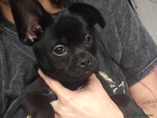 French Bulldog dogs ❤️⭐️ Adorable Frenchie poms ❤️⭐️ ONLY 3 LEFT ⭐️ - Advert 9