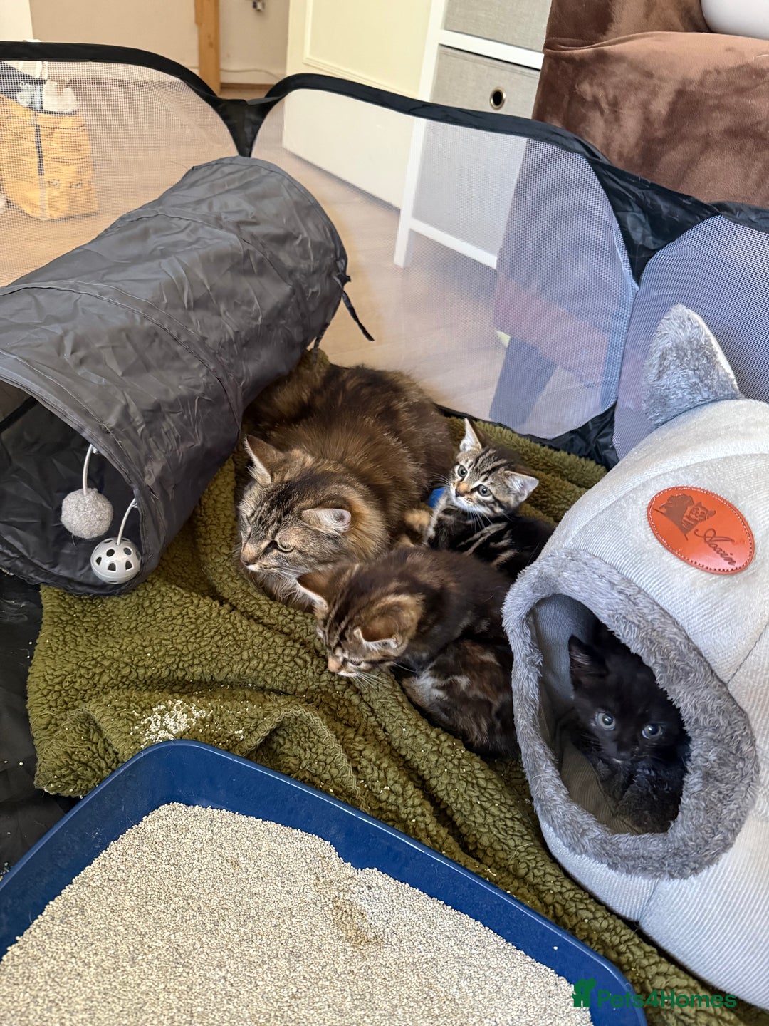 Mixed Breed cats for sale: Mother and kittens - Image 5