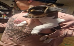 Mixed Breed dogs for sale: Jack Russell x Chihuahua puppies - Image 13