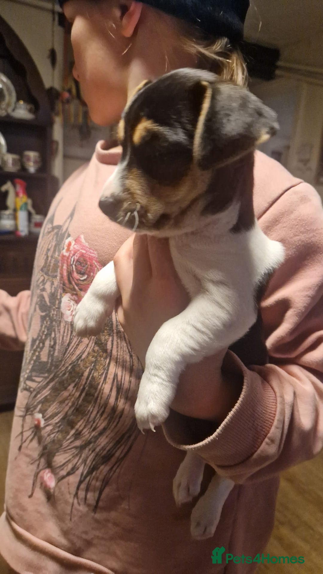 Mixed Breed dogs for sale: Jack Russell x Chihuahua puppies - Image 13