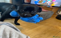Mixed Breed dogs for sale: Beautiful beloved family dog  - Image 2