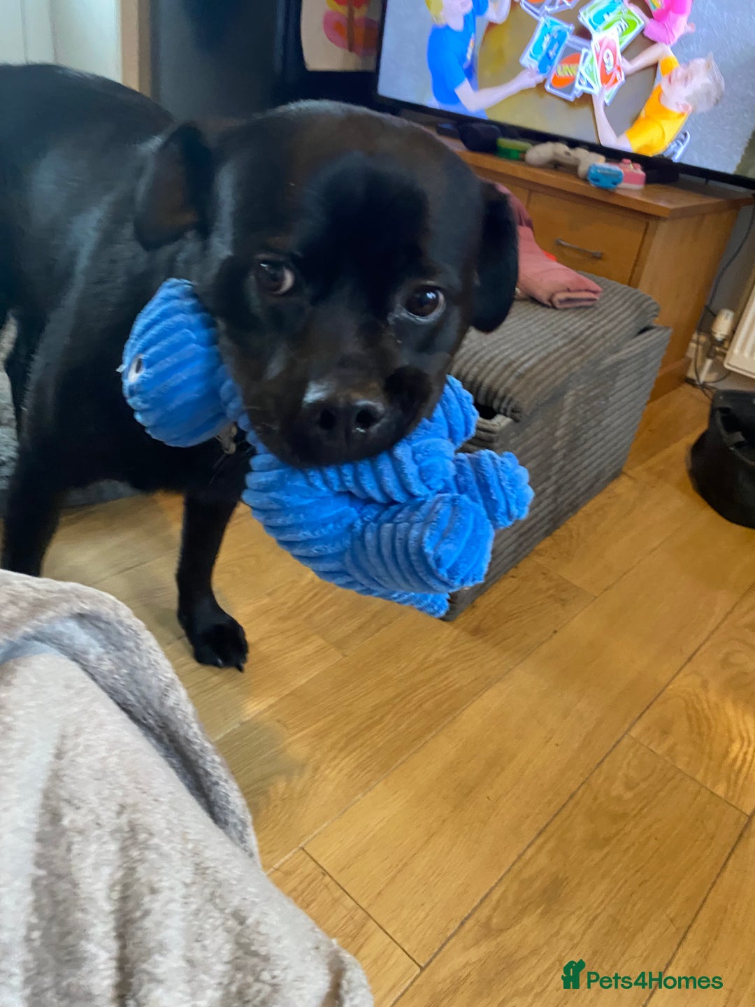 Mixed Breed dogs for sale: Beautiful beloved family dog  - Image 2