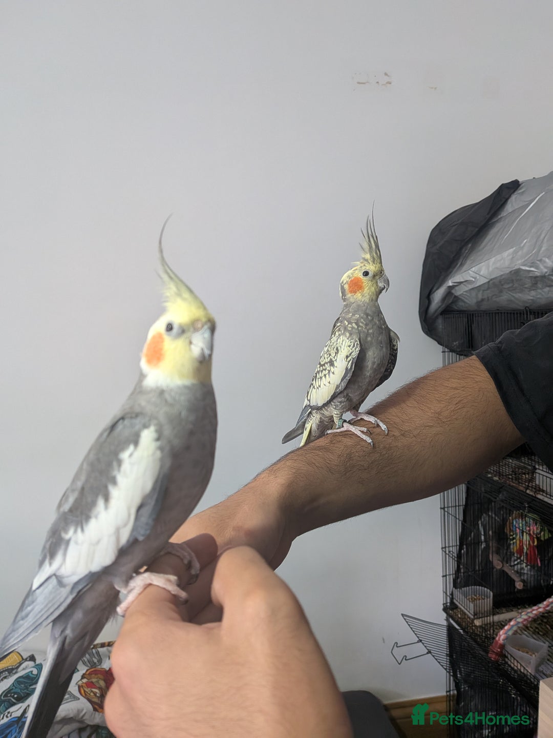 Cockatiels birds for sale: Hand reared, hand tamed, bonded pair of cockatiels - Image 2