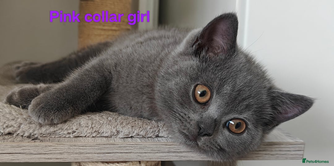 British Shorthair cats for sale: British shorthair blue /tabby kittens  - Image 5