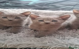 Russian Blue cats for sale: TICA Russian Blue Kittens Pedigree - Image 7