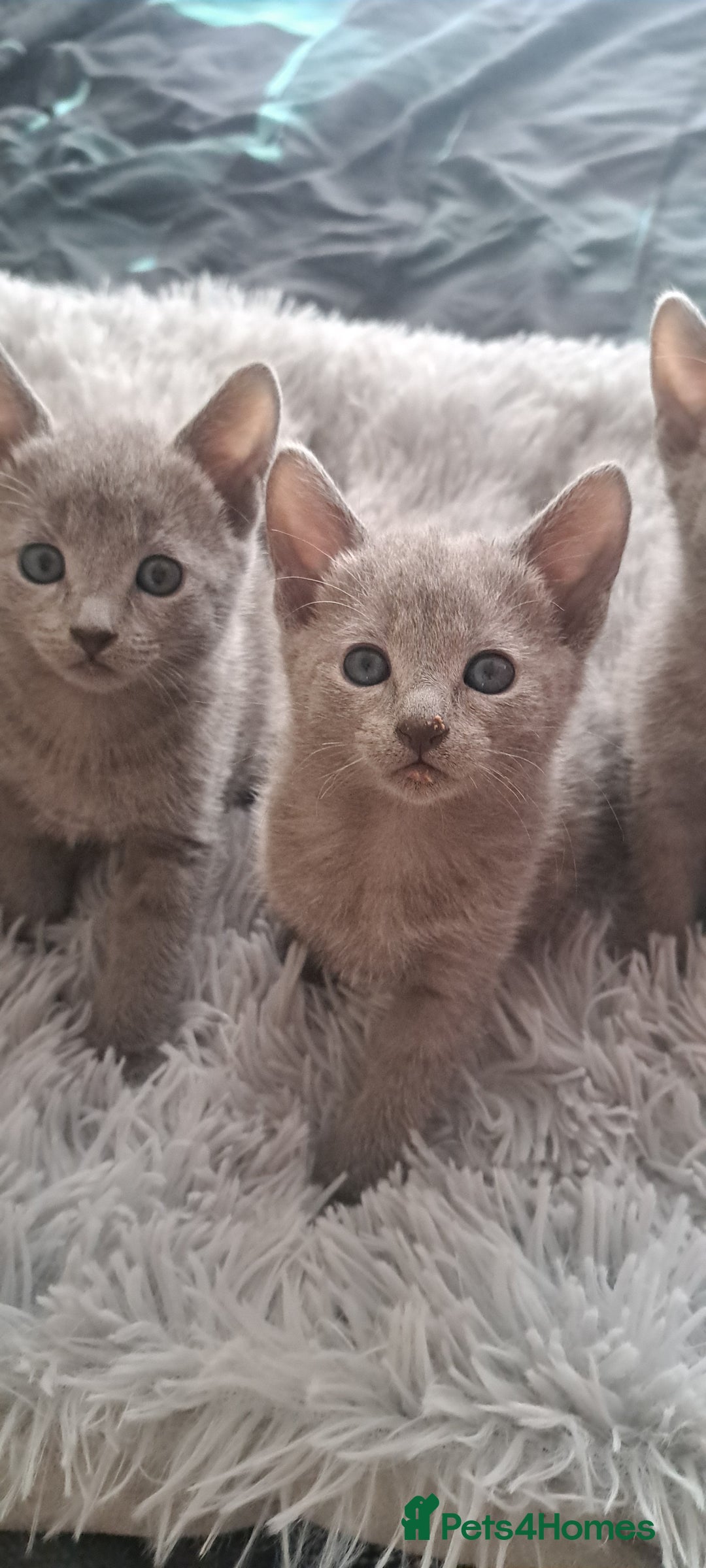 Russian Blue cats for sale: TICA Russian Blue Kittens Pedigree - Image 7