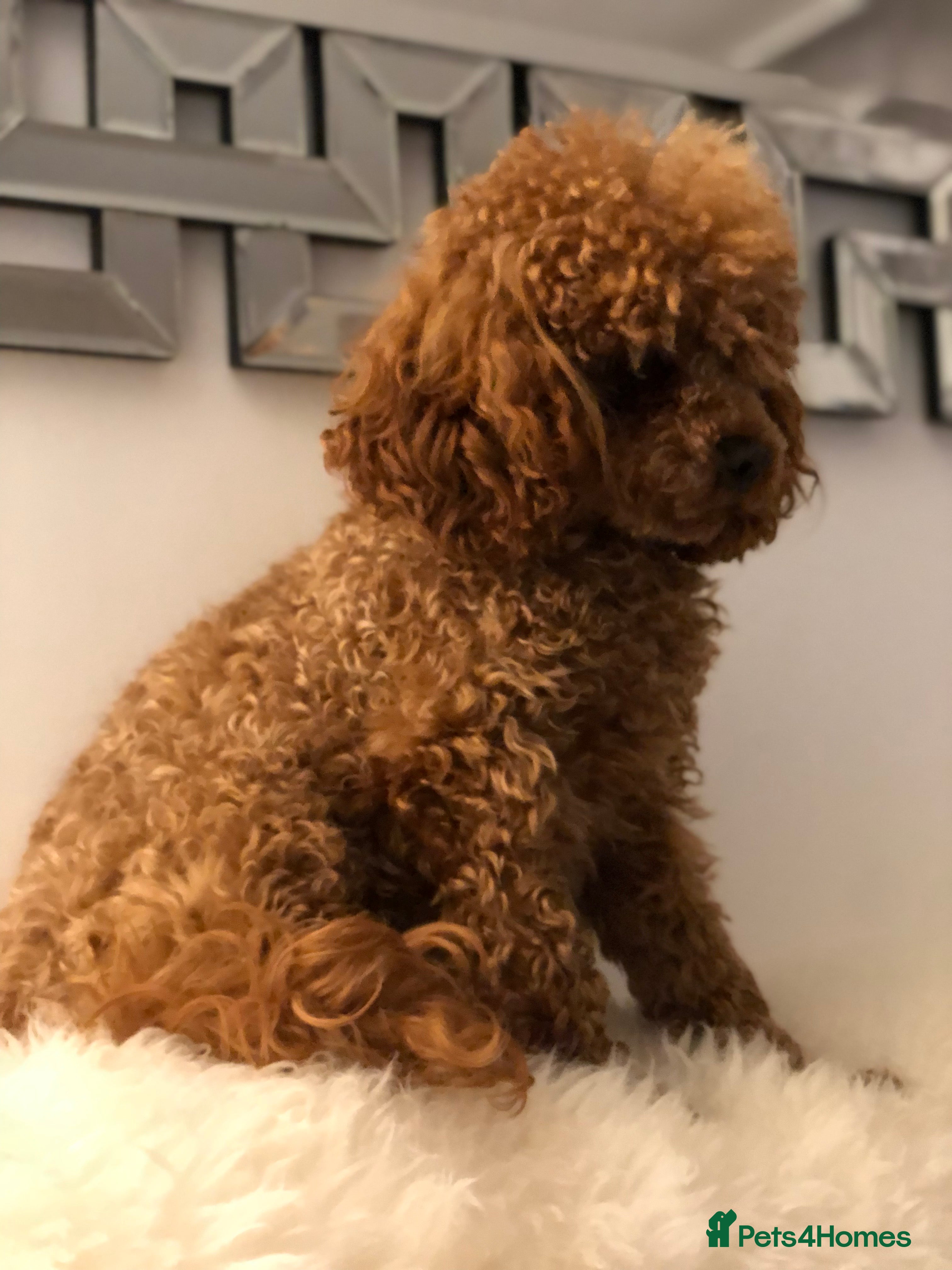 Toy Poodle dogs Kc Toy poodle male proven  - Advert 1