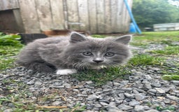 Mixed Breed cats for sale: Kittens  - Image 3