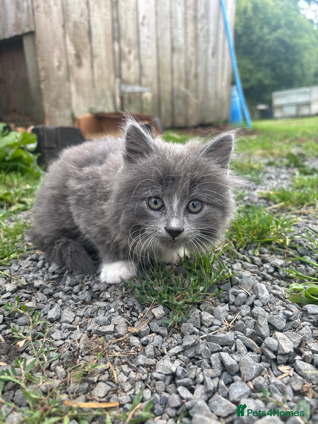 Mixed Breed cats for sale: Kittens  - Image 3
