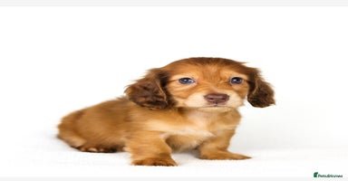 Miniature Dachshund dogs - Advert 8