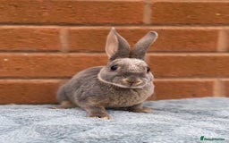 Rex rabbits for sale: Female & male mini rex rabbit kits VIENNA - Image 13