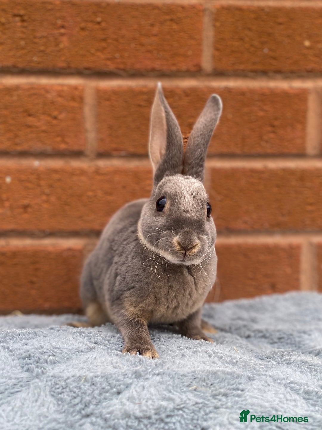 Rex rabbits for sale: Female & male mini rex rabbit kits VIENNA - Image 13