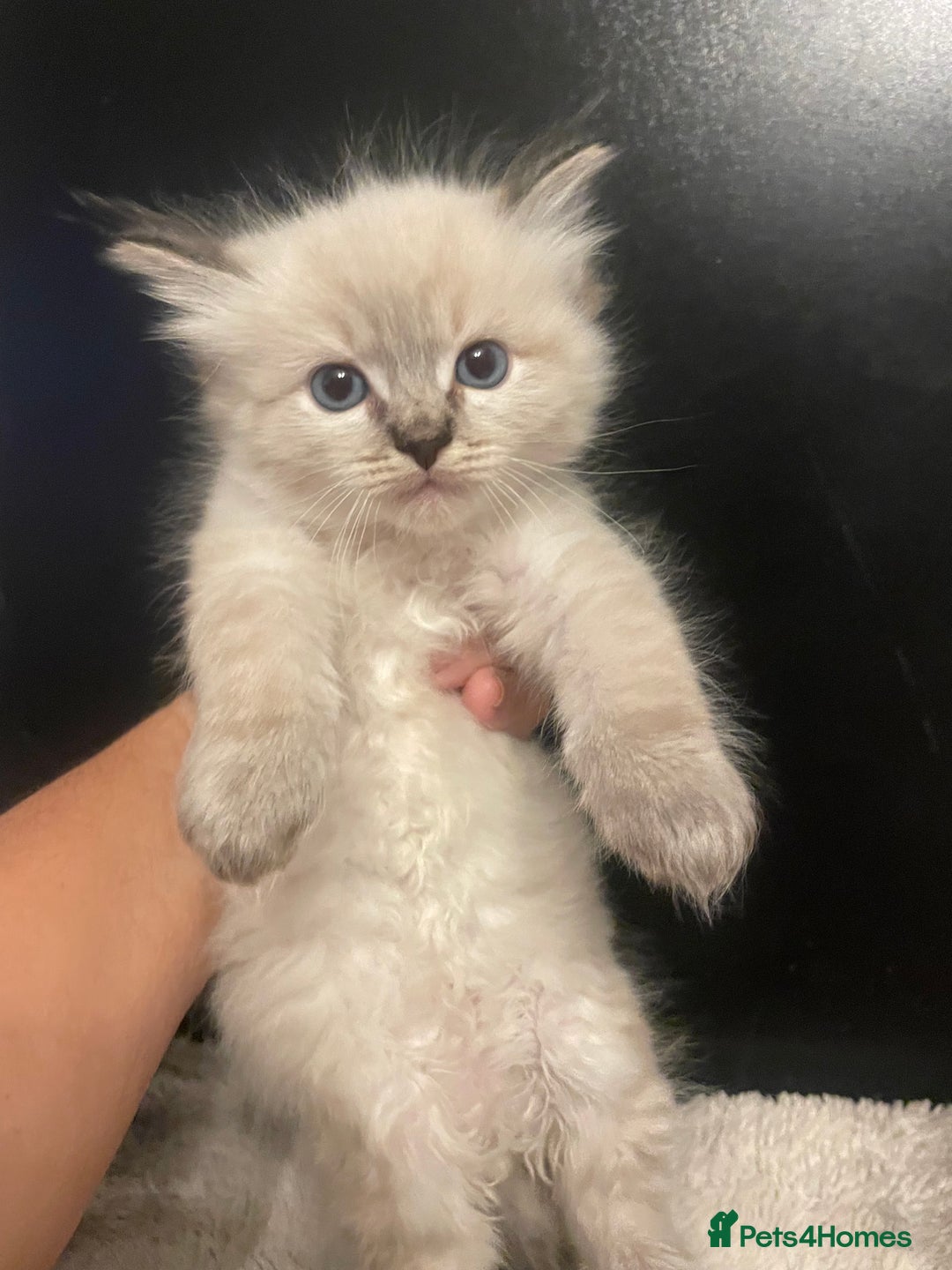 Ragdoll cats for sale: Lnyx male Ragdoll’s ready soon  - Advert 16