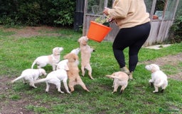 Labradoodle dogs for sale: Labradoodle / Fox Red Labrador X Puppies - Image 36