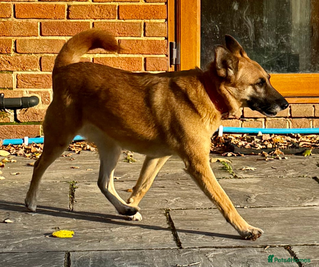 Belgian Shepherd Dog dogs for adoption: Julie: The Puppy Who Survived the Unthinkable - Advert 5