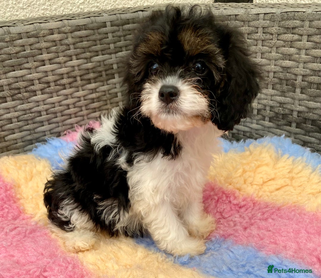 Cavapoo dogs for sale: Extensively Health tested F1 Toy Cavapoo puppies - Image 6