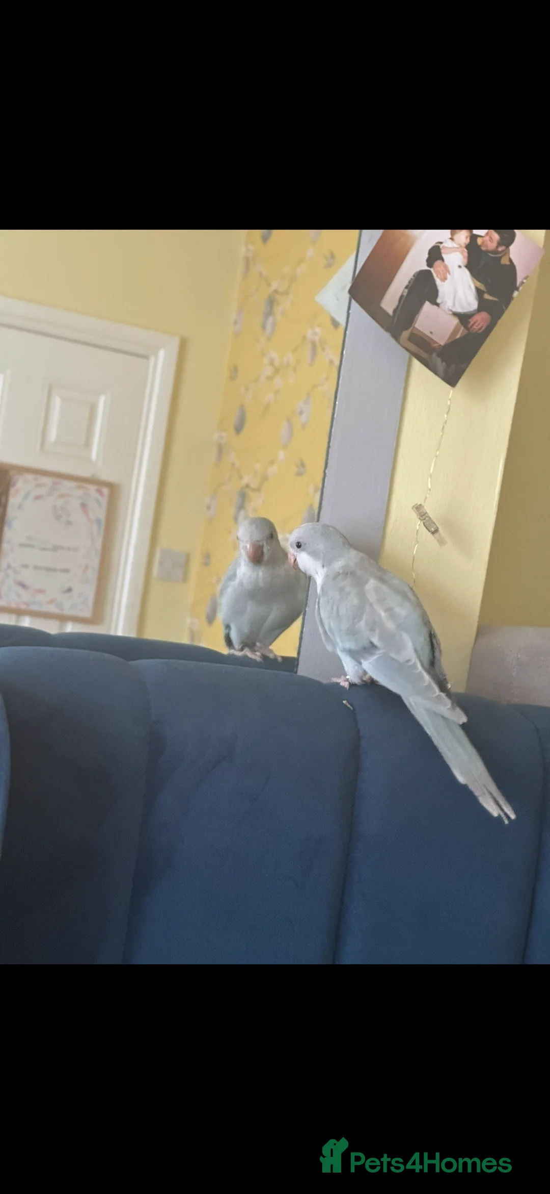 Parrots birds for sale: Blue Quaker Parrot in Clacton-on-Sea - Advert 2