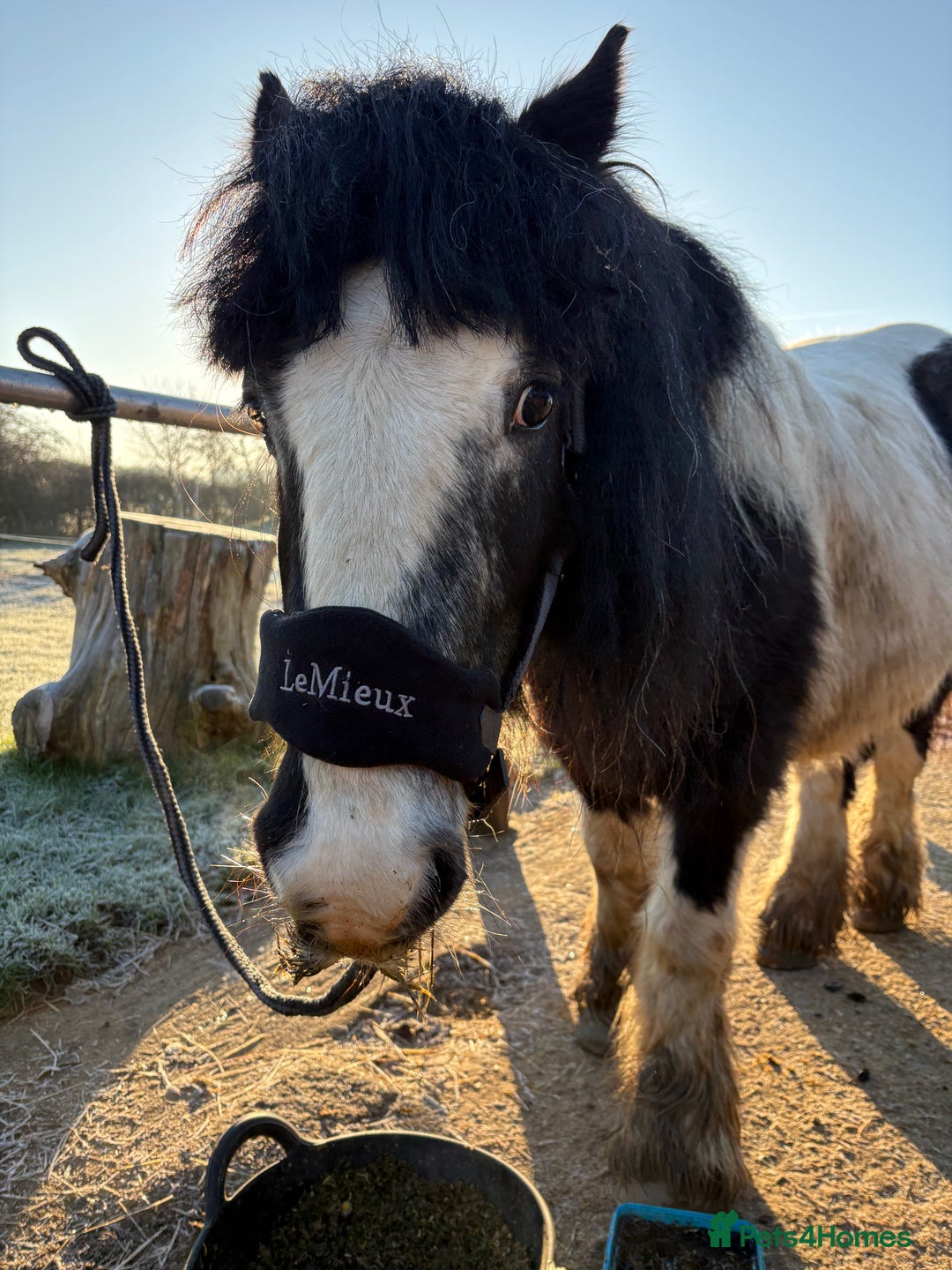 Irish Cob horses for sale: Duchess  - Advert 2