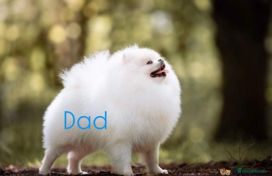 Pomeranian dogs for sale: Quality girl ready now PRINCESS 💕 - Image 37