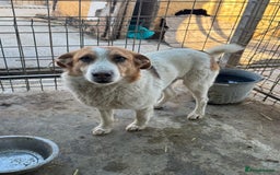 Mixed Breed dogs for adoption: Freud - Norwich Norfolk  - Advert 18