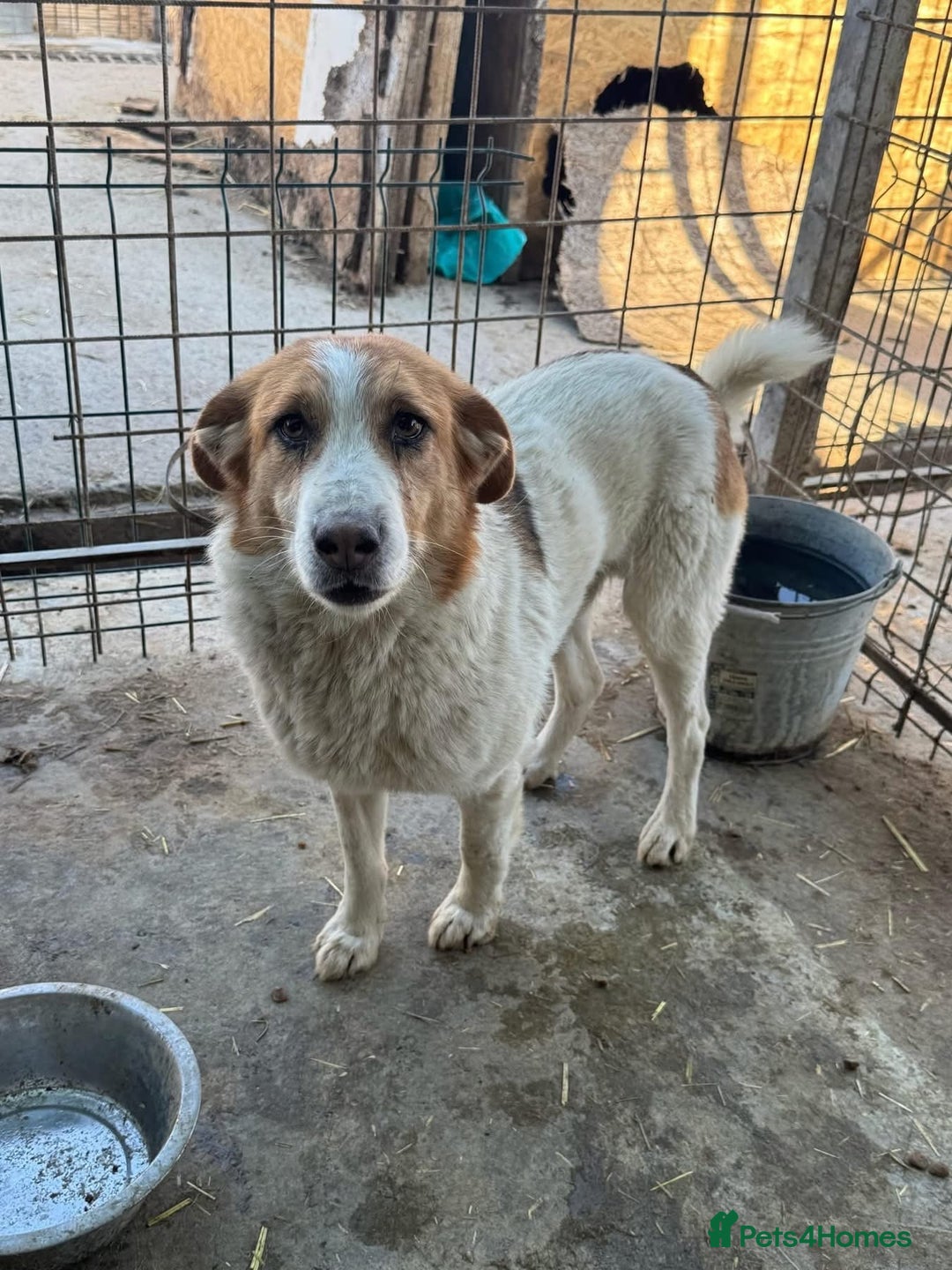 Mixed Breed dogs for adoption: Freud - Norwich Norfolk  - Advert 18