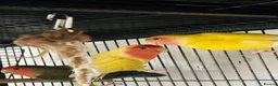 Lovebirds birds for sale: Lovely  birds for sale - Advert 3