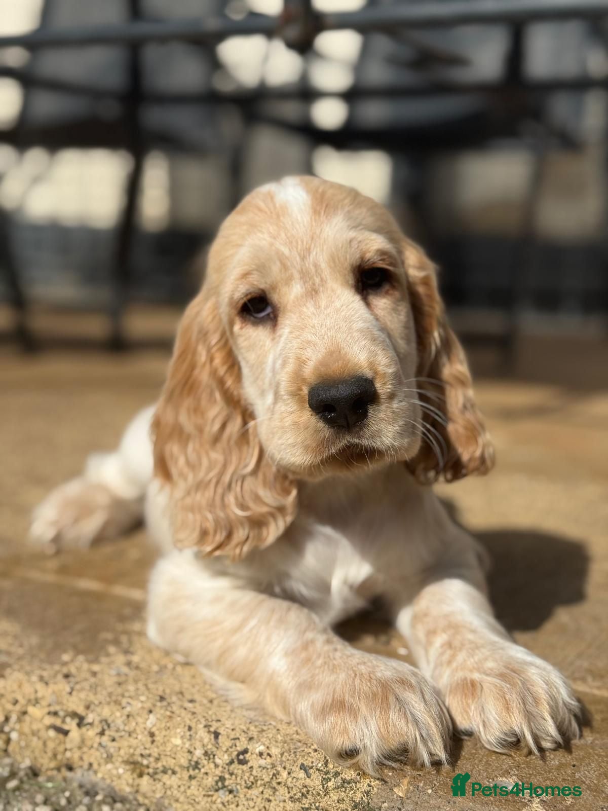 Cocker Spaniel dogs English Cocker Spaniel 1 puppies available  - Advert 3