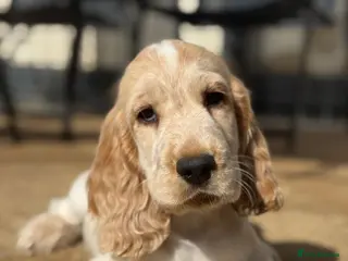 Cocker Spaniel dogs English Cocker Spaniel 1 puppies available - Advert 3