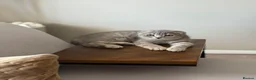 Scottish Fold cats for sale: LAST Scottish Fold – Ready Now - Advert 8
