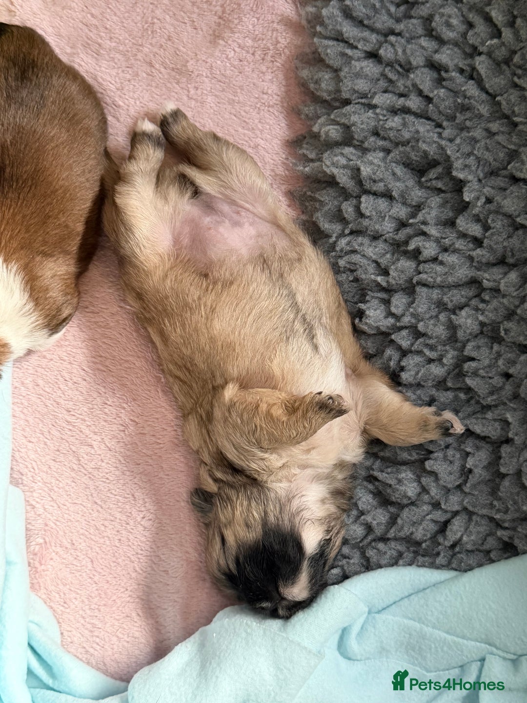 Shih Tzu dogs for sale: Shih Tzu’s  - Advert 28