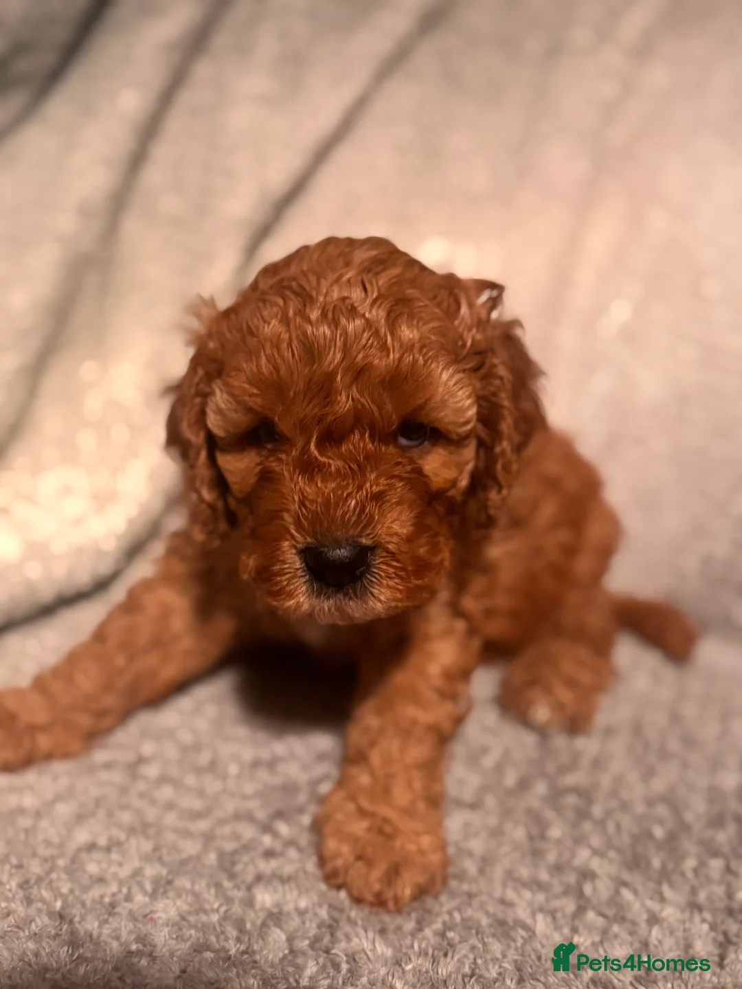Cavapoo dogs for sale: Gorgeous Cavapoo Puppies  - Advert 15