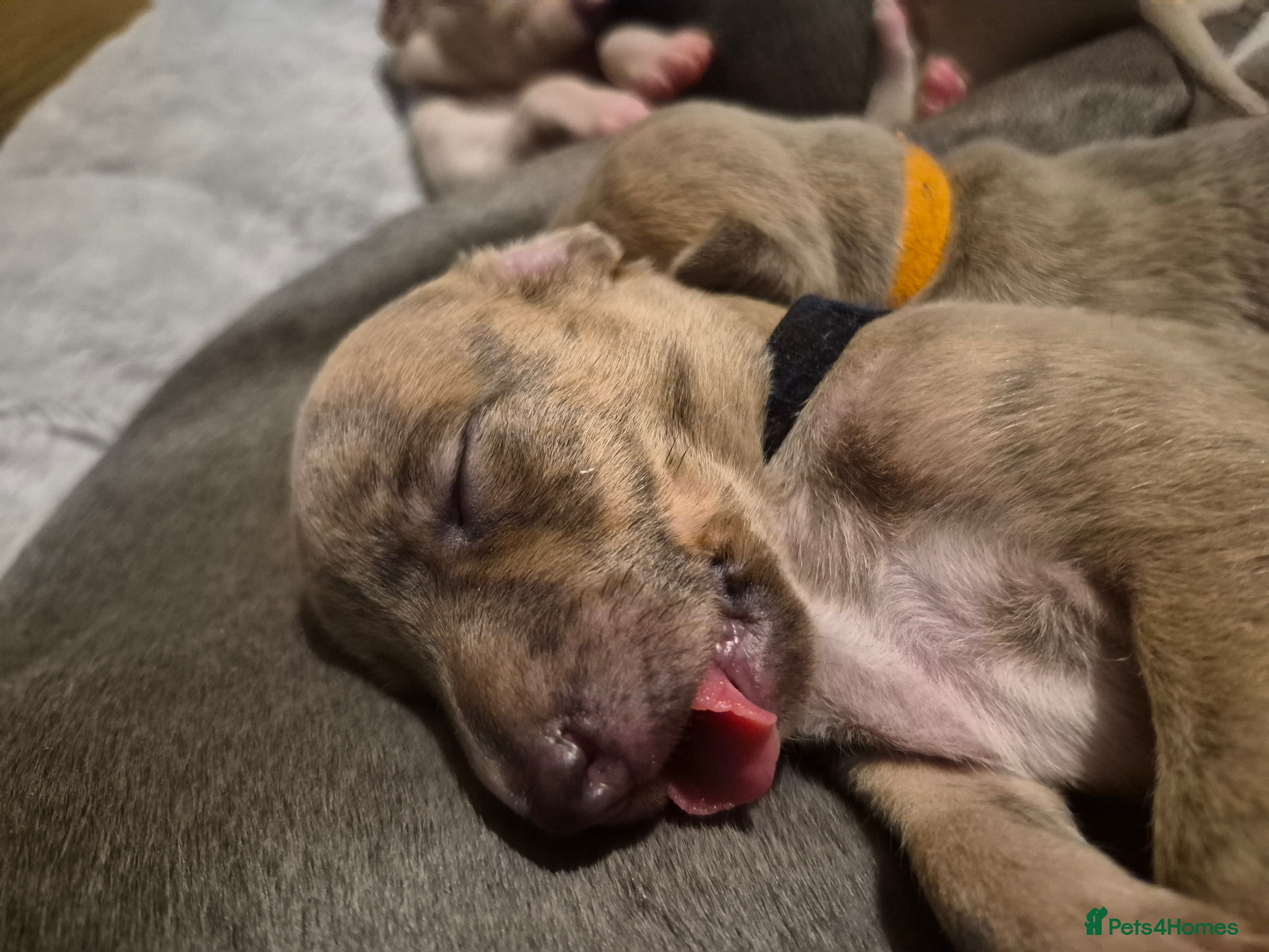 Whippet dogs KC Exceptional Whippet Puppies – Racing Line  - Advert 10