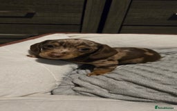 Dachshund dogs for sale: Miniture smooth haired dachshund - Image 7