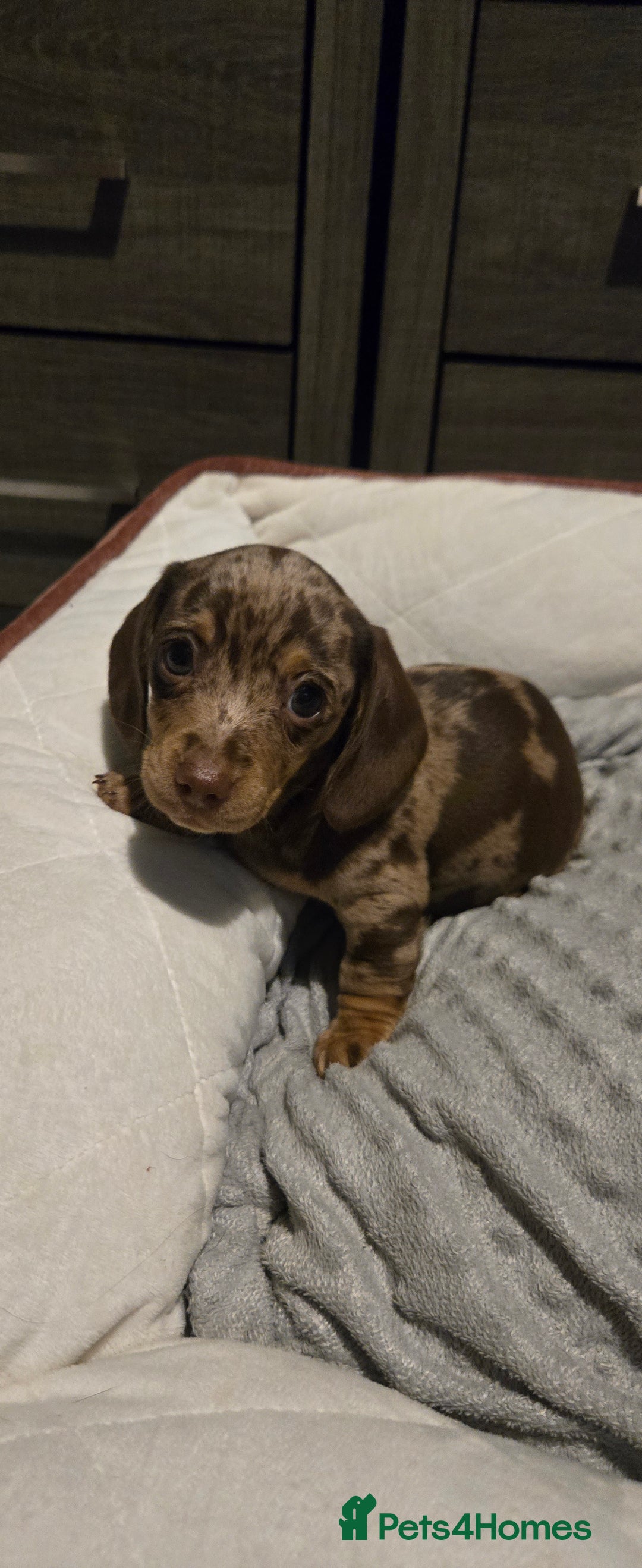 Dachshund dogs for sale: Miniture smooth haired dachshund - Image 7