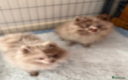 Pomeranian dogs for sale: BEAUTIFUL POMERANIAN BOY PUPPIES  in Ongar - Image 8