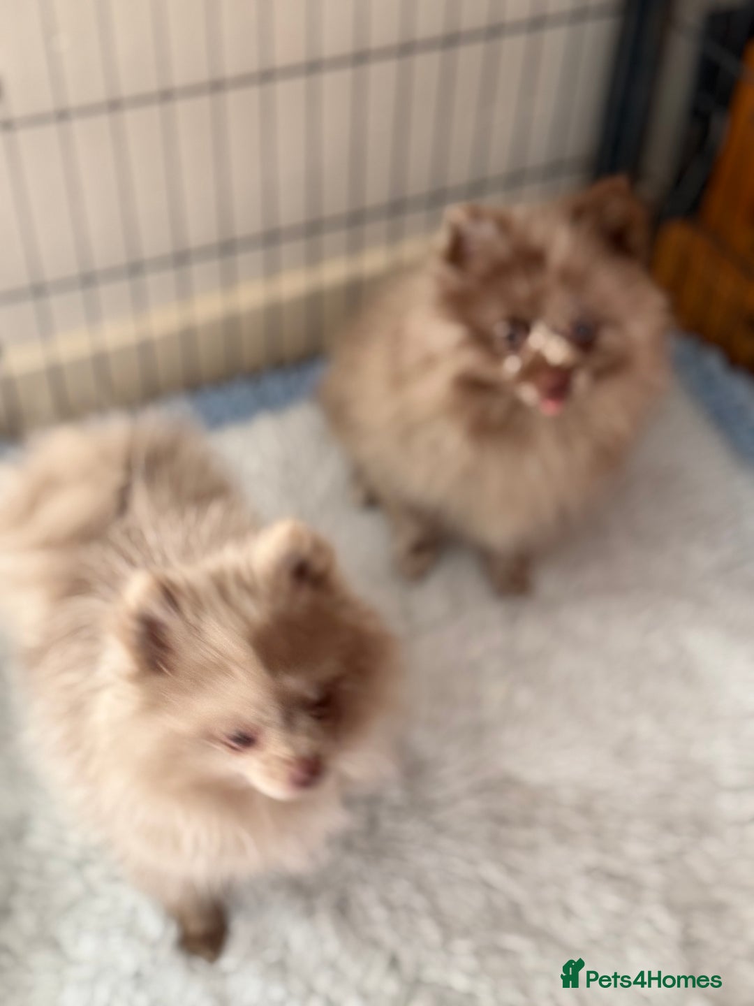 Pomeranian dogs for sale: BEAUTIFUL POMERANIAN BOY PUPPIES  in Ongar - Image 8