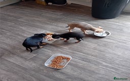 Miniature Pinscher dogs for sale: Mini pinscher for sele  - Image 11