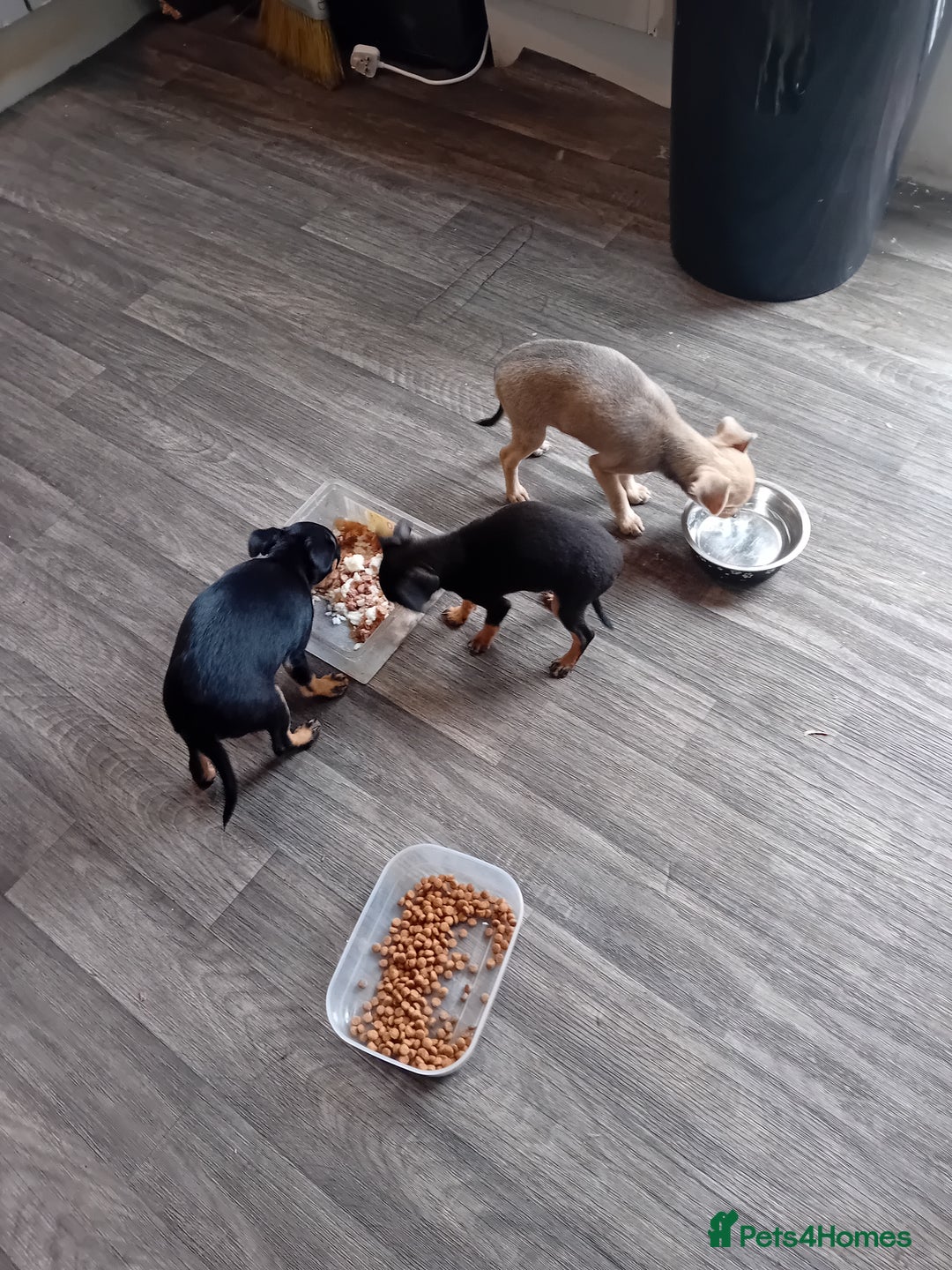 Miniature Pinscher dogs for sale: Mini pinscher for sele  - Image 11