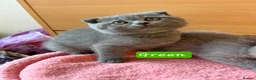 Scottish Fold cats for sale: 7 Scottish fold 😍beautiful  healthy kittens - Advert 15